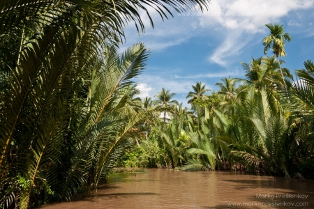 Rising star of palm trees