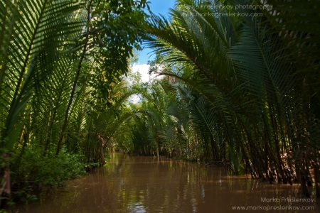 Tunnel of palm tree branches