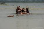 Sacred hippos of Tengrela lake, Burkina Faso