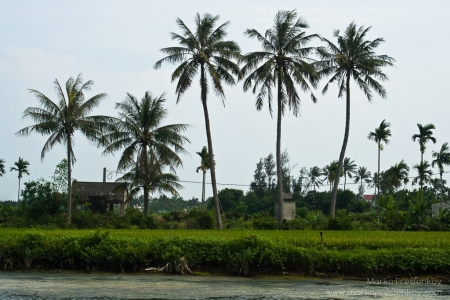 Tiny riverside rice field