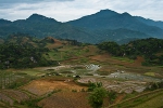 Rice sinkholes