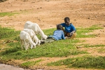 Two boys and three  little goats