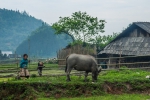 Watching over water buffalo