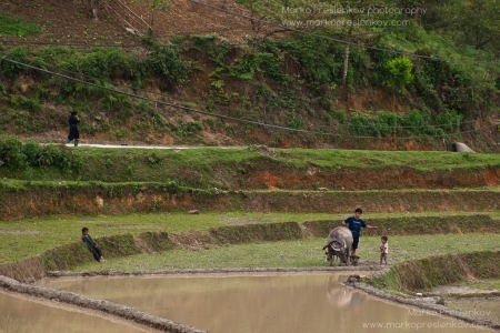 Water buffalo getting ready
