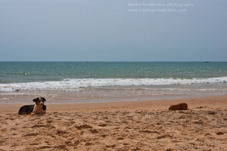 It's a dogs life