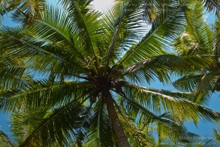 Coconuts hanging over Mekong