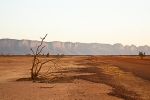 Remains of the lone bush tree on the dirt track between Douentza and Timbuktu, Mali. Photo by Marko Preslenkov.