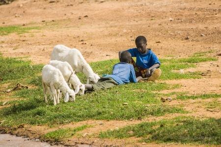 Two boys and three little goats