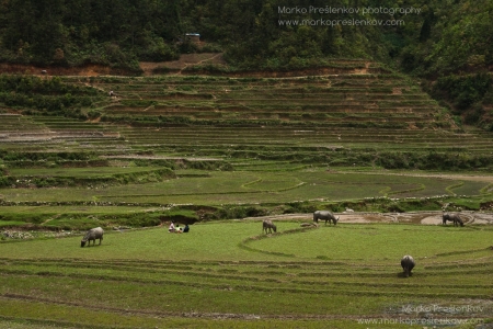 Party on the paddy field