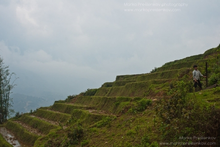 Working the paddy fields